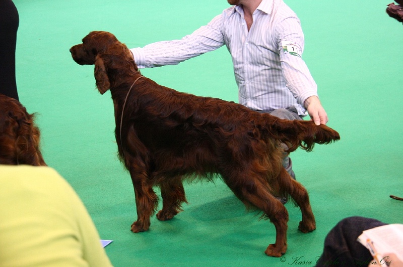 Crufts2011 611.jpg